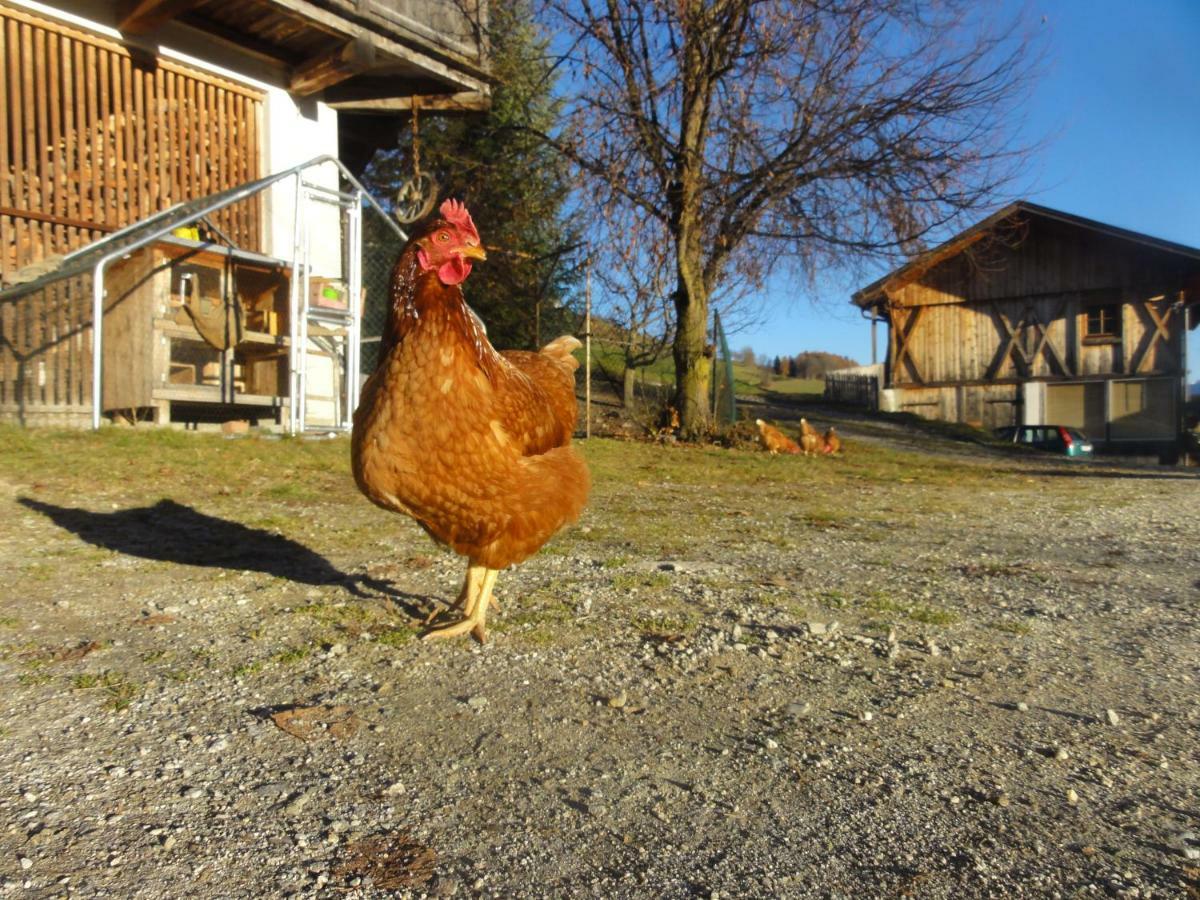 Mair Am Graben Farm * Chalets Terento Εξωτερικό φωτογραφία
